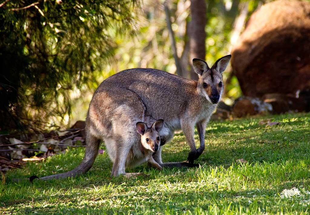 Why Australia Should Be On Your Bucket List