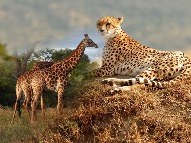 African Wild Safari - Kapama, South Africa