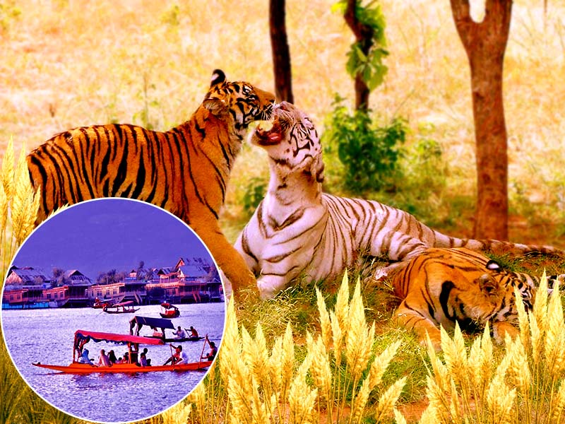 Tigers of Central India - Bhopal